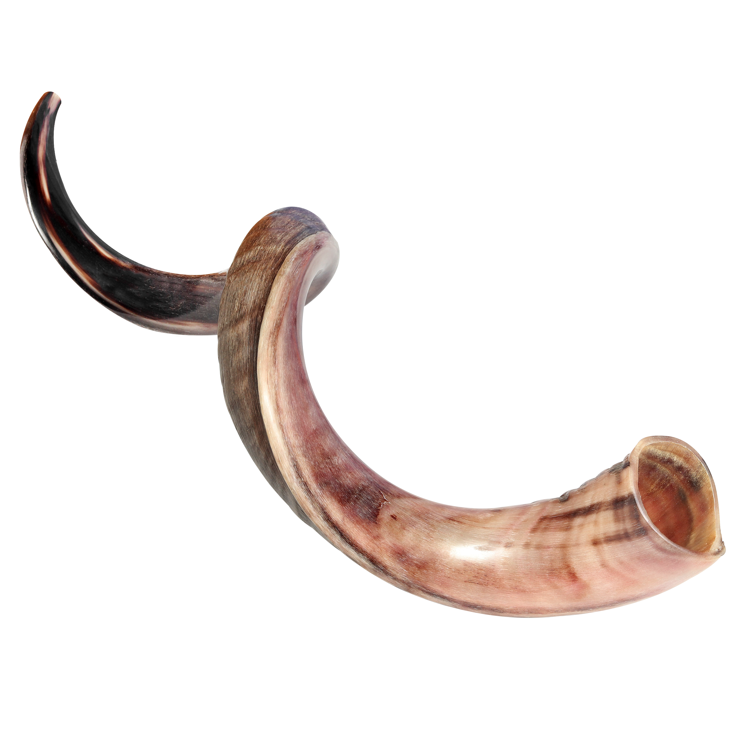 Shofar Kudu Half Polished - halleluyah