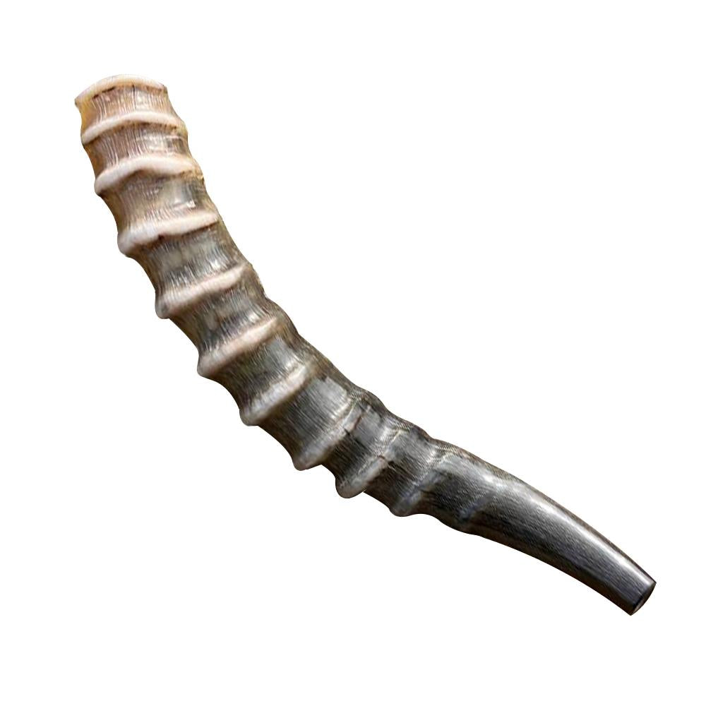 Blesbuck Shofar Horn - 14"-24" Inches - halleluyah