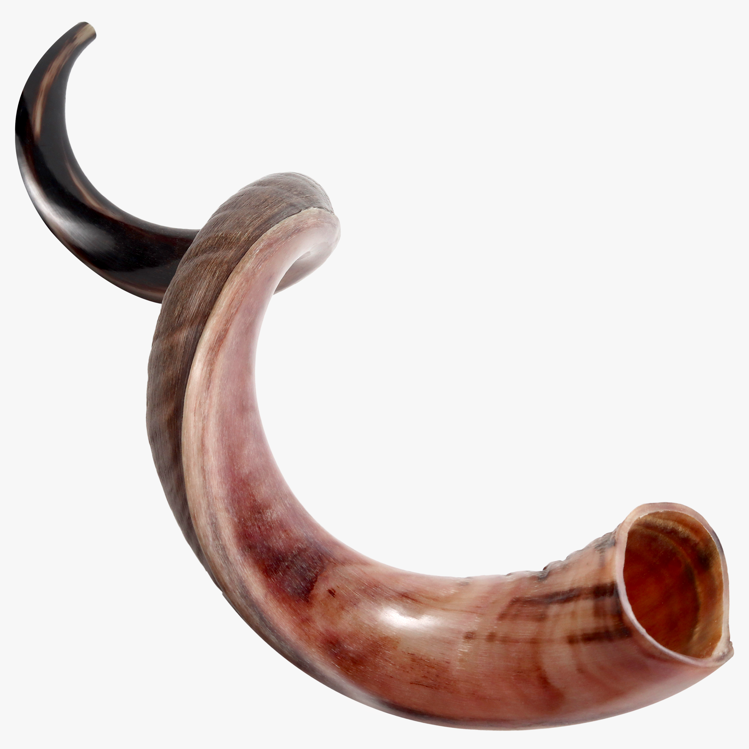 Kudu Shofar Half - halleluyah