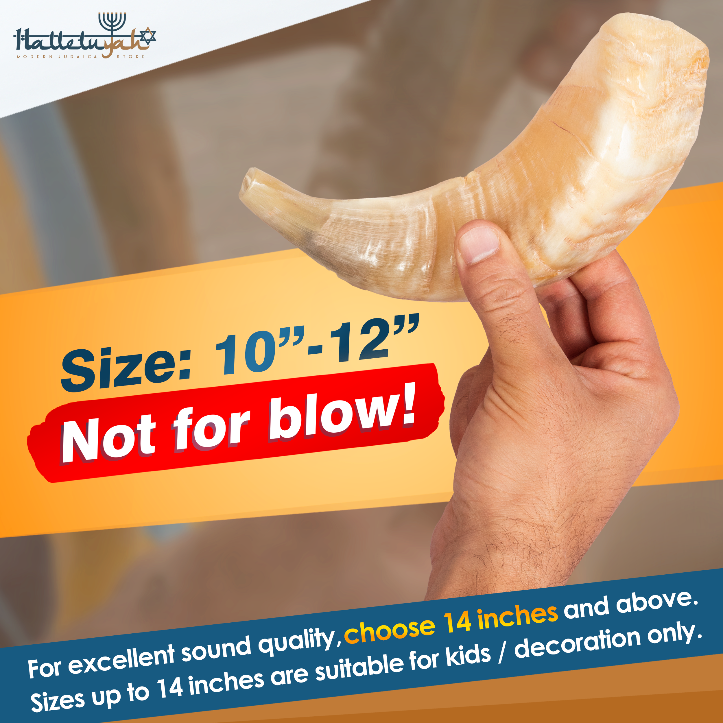 thumbnail image 2 of Authentic Ram Shofar From Israel - 10-12" Kosher Horn With Free Bag, Handmade In Holy Land 2 of 11